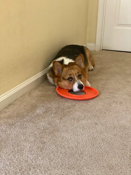 Source photo for Favourite toy