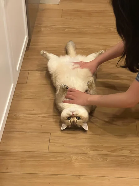 Source photo for Fluffy tumble