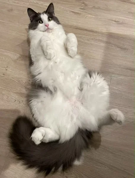 Source photo for Mighty floof
