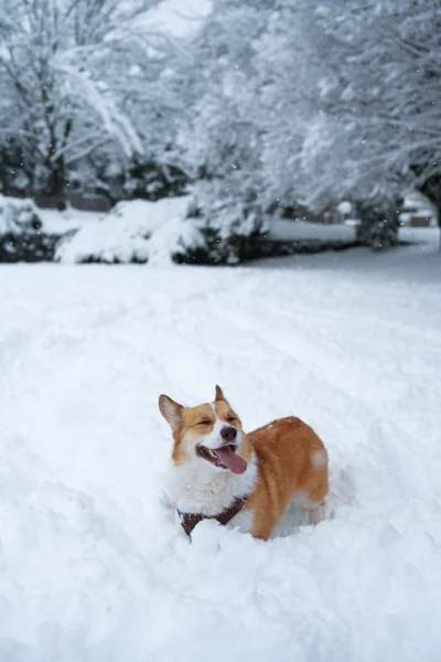 Source photo for Snow day