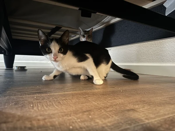 Source photo for Under the sofa